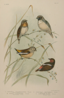 Broinowski Birds of Australia