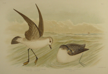 Birds of Australia, Broinowski