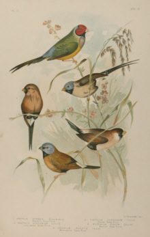 Broinowski Birds of Australia