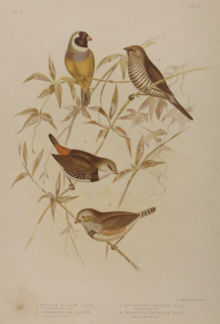 Broinowski Birds of Australia