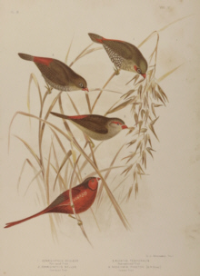 Broinowski Birds of Australia