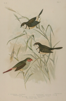 Broinowski Birds of Australia