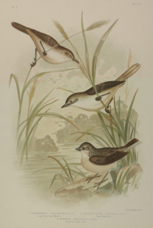 Broinowski Birds of Australia