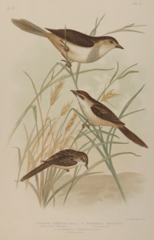 Broinowski Birds of Australia