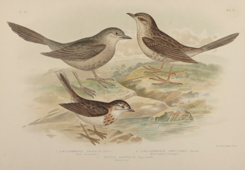 Broinowski Birds of Australia