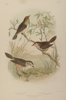 Broinowski Birds of Australia