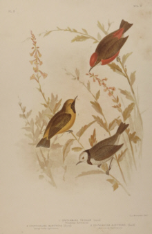 Broinowski Birds of Australia