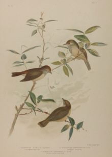 Broinowski Birds of Australia