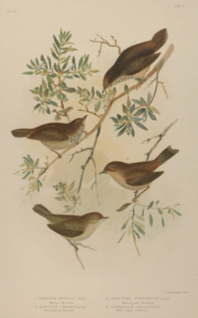 Broinowski Birds of Australia