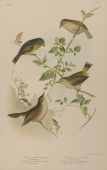 Broinowski Birds of Australia