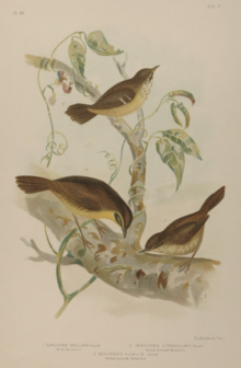 Broinowski Birds of Australia