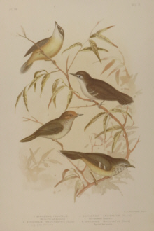 Broinowski Birds of Australia