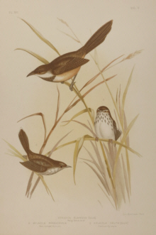 Broinowski Birds of Australia