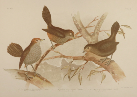 Broinowski Birds of Australia