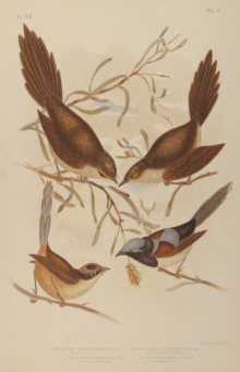 Broinowski Birds of Australia