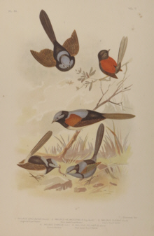 Broinowski Birds of Australia