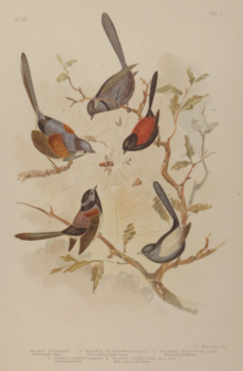 Broinowski Birds of Australia