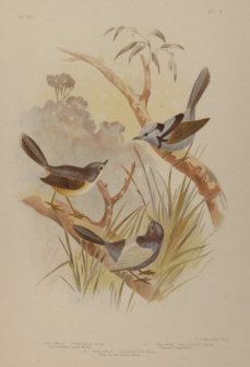 Broinowski Birds of Australia