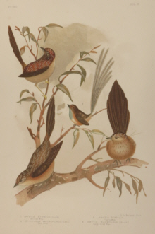 Broinowski Birds of Australia