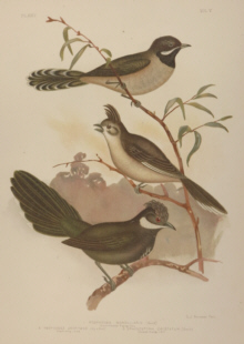 Broinowski Birds of Australia