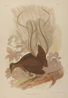 Broinowski Birds of Australia