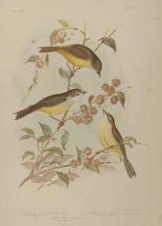 Broinowski Birds of Australia