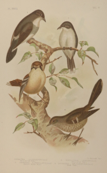 Broinowski Birds of Australia