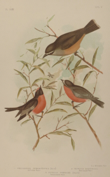 Broinowski Birds of Australia