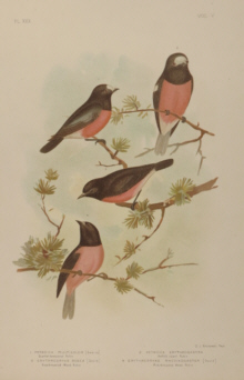 Broinowski Birds of Australia