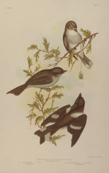 Broinowski Birds of Australia