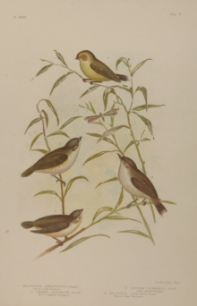 Broinowski Birds of Australia