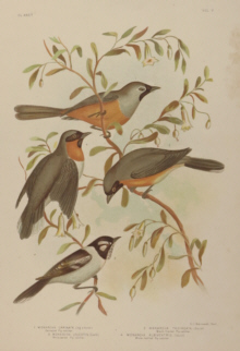 Broinowski Birds of Australia