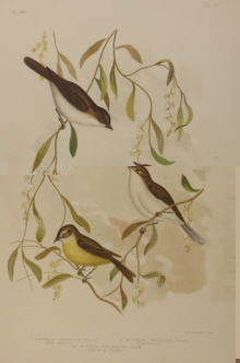 Broinowski Birds of Australia