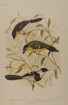 Broinowski Birds of Australia