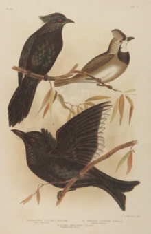 Broinowski Birds of Australia