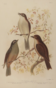 Broinowski Birds of Australia