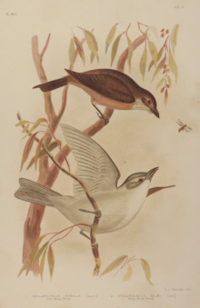 Broinowski Birds of Australia