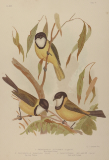 Broinowski Birds of Australia