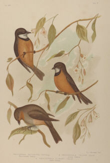 Broinowski Birds of Australia