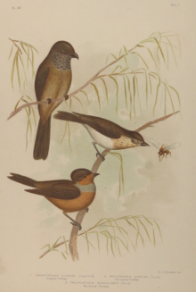 Broinowski Birds of Australia