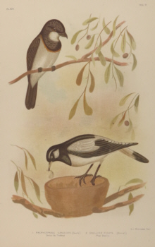 Broinowski Birds of Australia