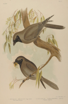 Broinowski Birds of Australia