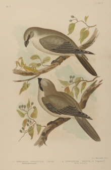 Broinowski Birds of Australia