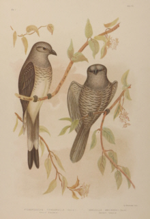 Broinowski Birds of Australia