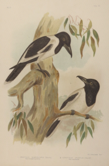 Broinowski Birds of Australia