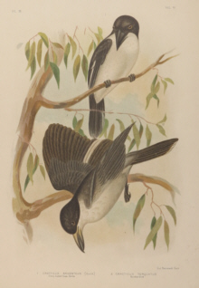 Broinowski Birds of Australia