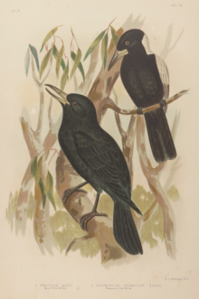 Broinowski Birds of Australia