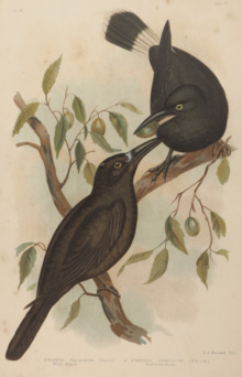 Broinowski Birds of Australia