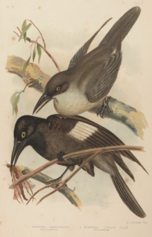 Broinowski Birds of Australia