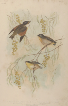 Broinowski Birds of Australia